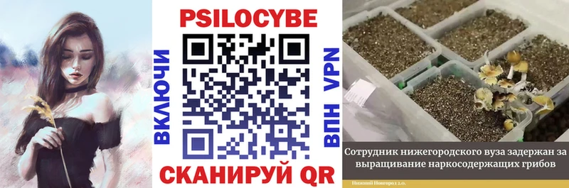 Галлюциногенные грибы Psilocybine cubensis  Белгород 